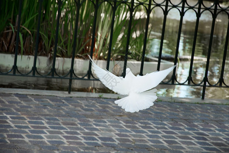 美丽的白鸽在公园背景上飞翔图片