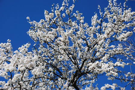 在蓝天的开花的树图片