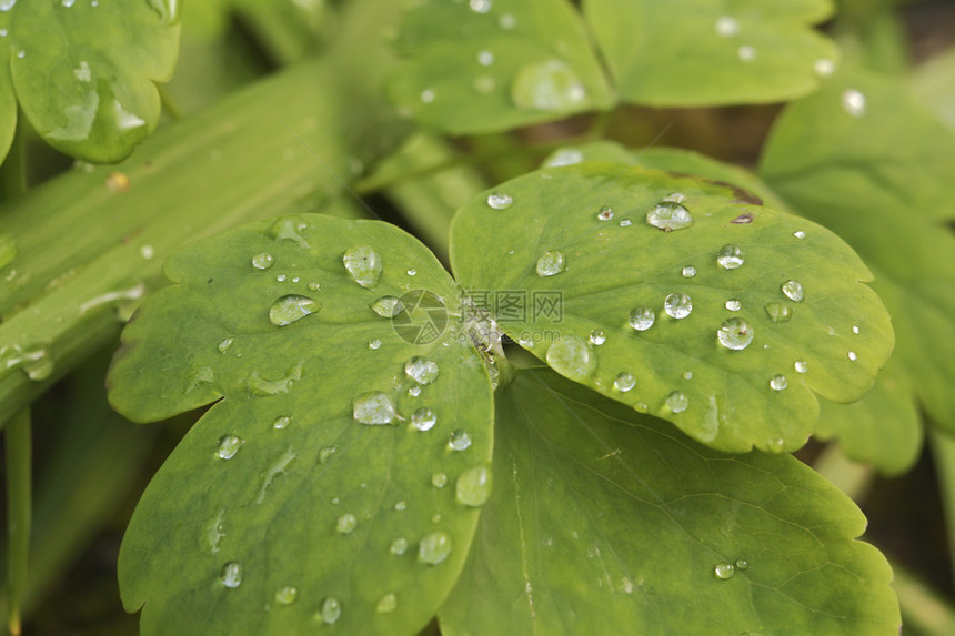 野生植物上的水滴图片