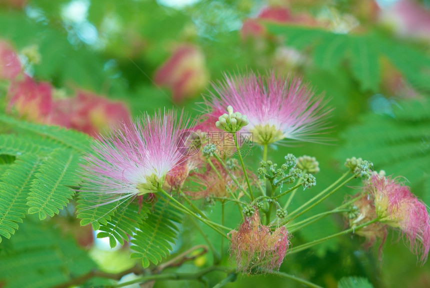 相思花Albizziajulibrissi图片