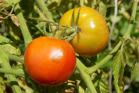 红西番茄灌图片