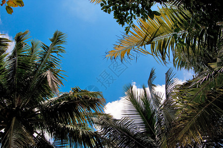 热带天空穿过棕榈树叶图片