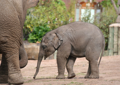 新生大象向母亲走去的图片