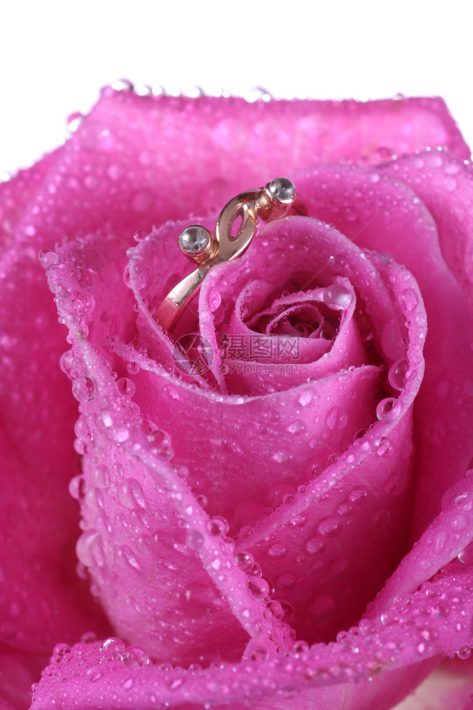 浪漫的方式展示金环在情人节的美丽玫瑰中图片