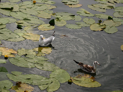 一个湖里有两只海鸥图片