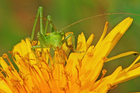 小绿蚂蚱黄花上的蝗虫图片