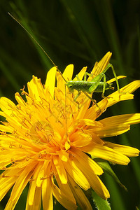 小绿蚂蚱黄花上的蝗虫图片