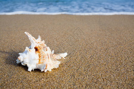 海沙岸上的贝壳图片
