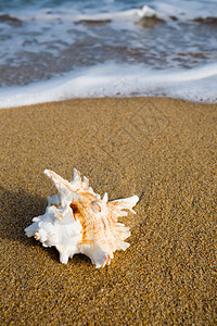 海沙岸上的贝壳图片