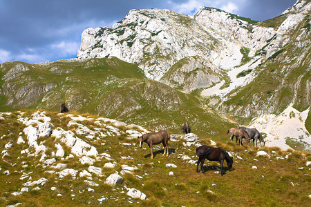 杜米托尔山风景与野马图片