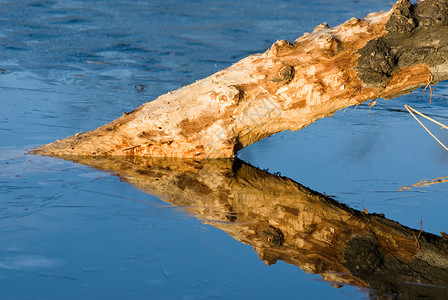 冰冻湖中的一块树桩创造了一个尖三角形其反光照亮了夜图片