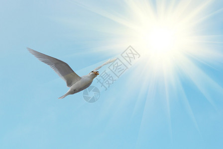 蓝色背景上的太阳和海鸥图片