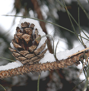 松树锥与冬季积雪图片