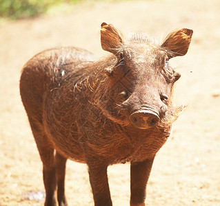 疣猪背景图片