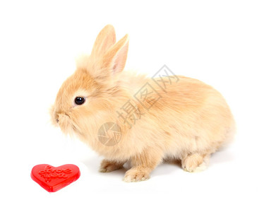 有红色心脏的好奇年轻兔子图片
