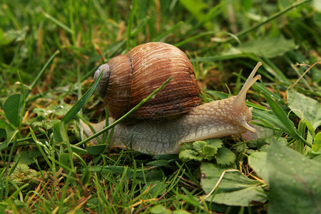 春雨后草地上的罗马蜗牛图片