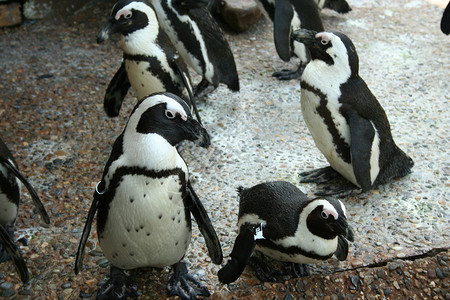 一些企鹅的图像背景图片