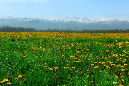 蒲公英春天开花的领域图片