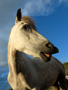 一匹美丽的camargue白马微笑的肖像图片