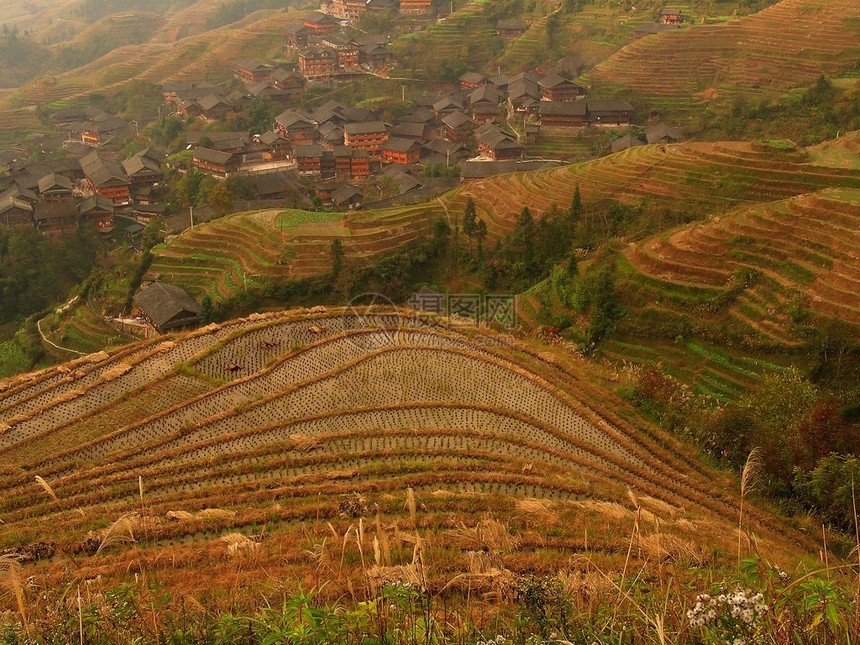水稻梯田和一个村庄图片