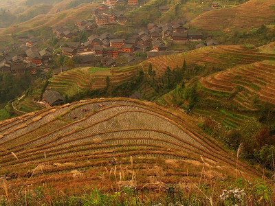 水稻梯田和一个村庄图片