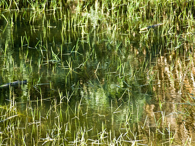 在微咸水中反射的沼泽或沼泽的细节图片