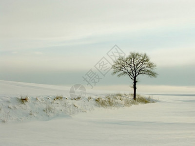 与文明相距甚远的冰霜树以太阳升起的颜色1图片
