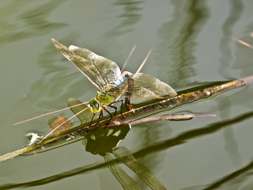 这种蜻蜓通常在北美发现但这是在地中海的图片