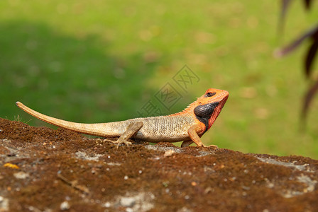 软绿草背景上的橙头蜥蜴图片