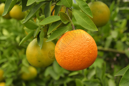 树上的新鲜橙子图片