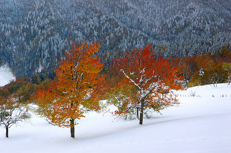 两棵有明亮秋叶和意想不到的雪山毛榉这张照片拍摄于10月中旬的乌克兰图片