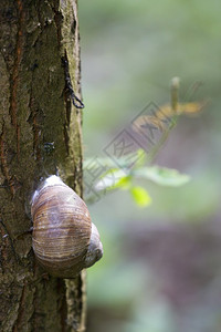 树干上的大蜗牛图片
