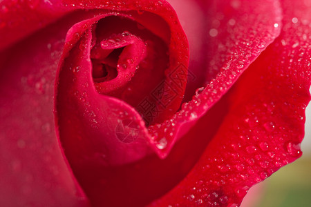美丽的红玫瑰麦图片