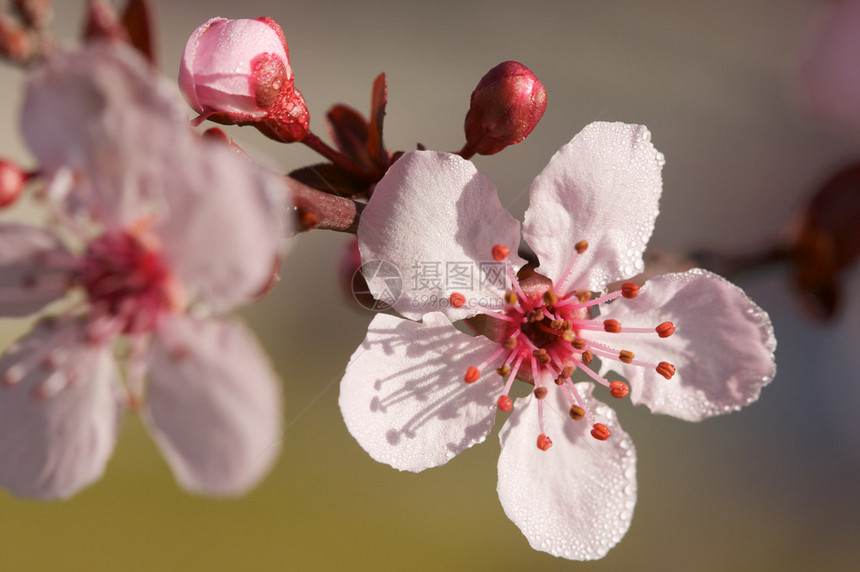 明春的粉红树花朵和露水滴其图片