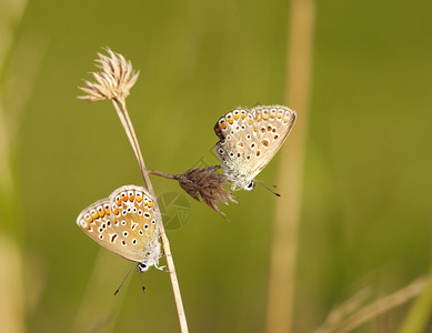 两只蝴蝶的详情接近背景图片