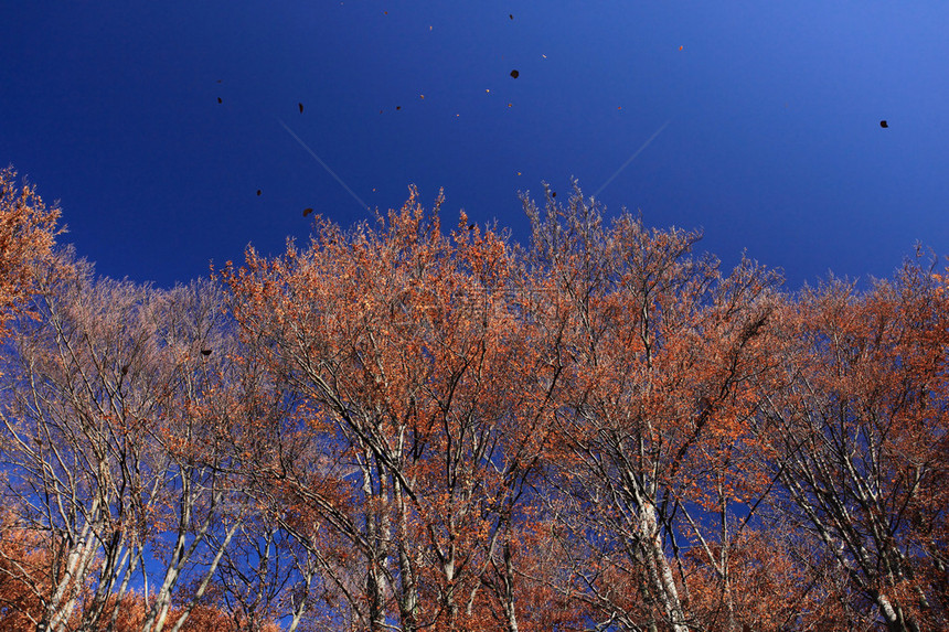 秋叶与蓝天图片