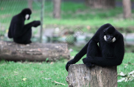 两只猴子坐在动物园里图片