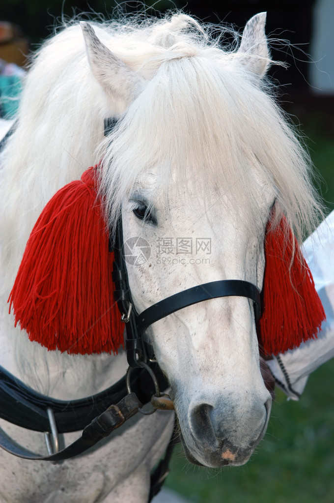 为民族艺术节装饰的一匹马紧贴近身图片