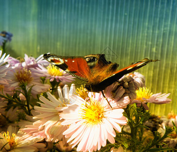 蝴蝶从花园里的花中取花蜜图片