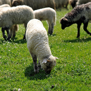 羊群在草地上放牧图片