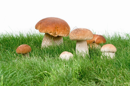 草丛中和白色背景中的蘑菇图片