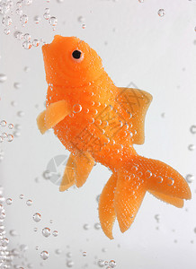 金鱼在泡里游泳图片