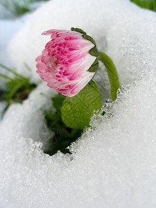 在粉红色的雏菊上下着一场意想不到的雪图片
