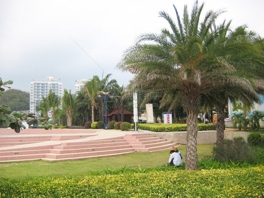 热带风景南部海岸棕榈图片