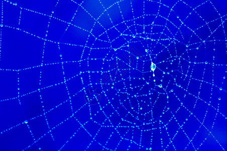 露水蜘蛛网的特写镜头图片