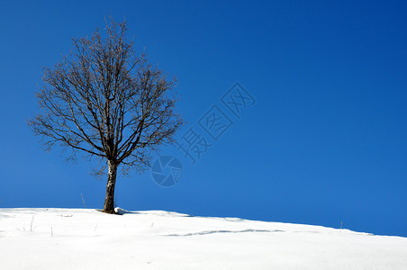 蓝天白雪上的树图片