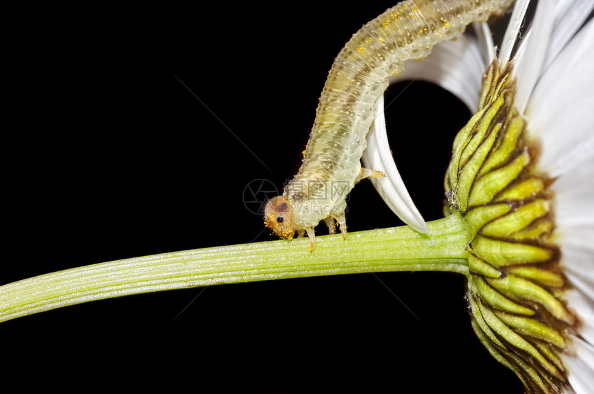 宏观吃雏菊花瓣的毛虫图片