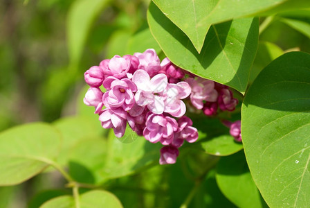 Violet绿色叶背景图片