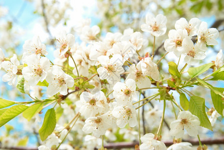 蓝天背景的白樱桃花图片