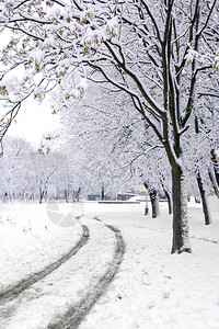 公园冬季路图片